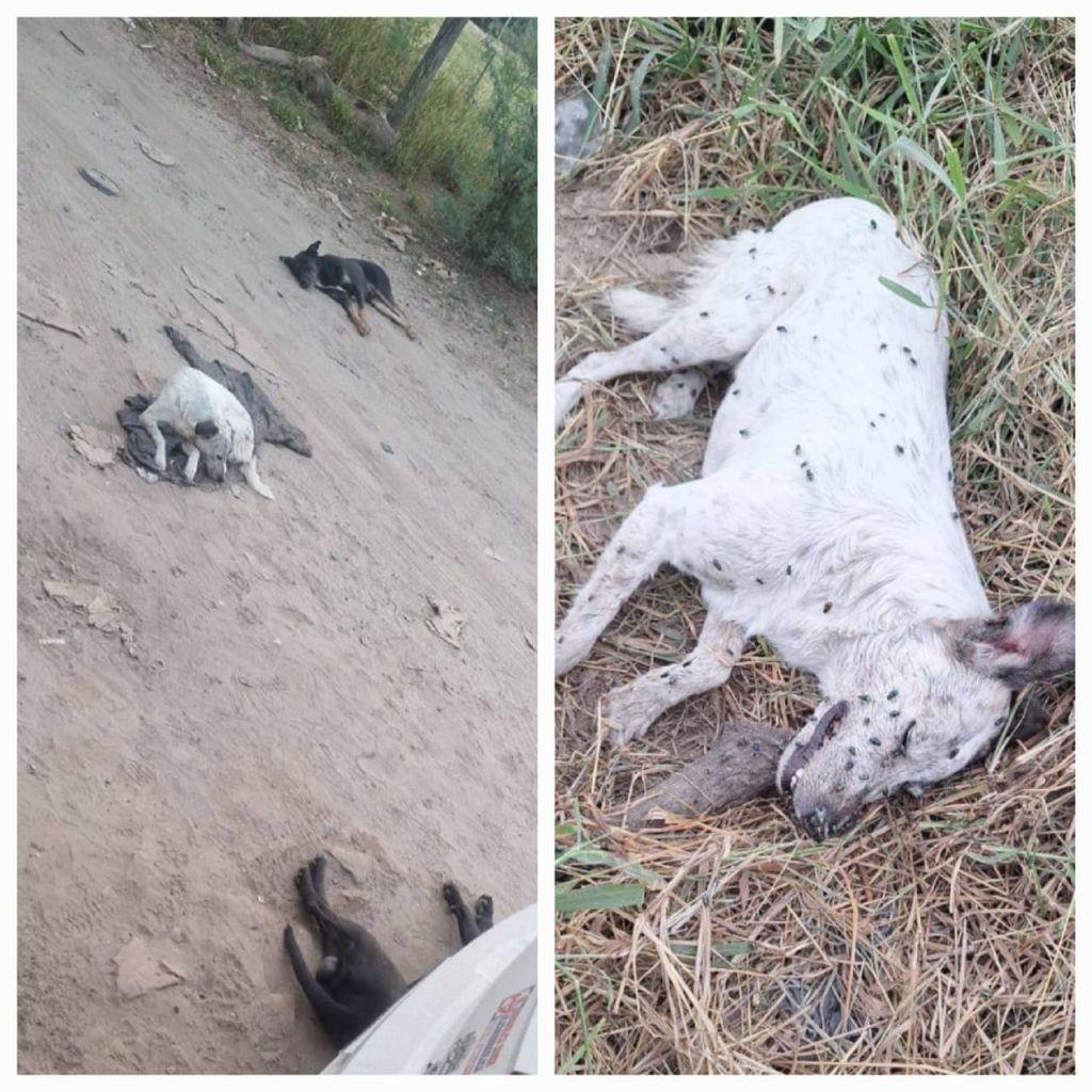 B° Los Flores: Aparecieron envenenados varios perros callejeros y amenazaron a una mujer que les da de comer