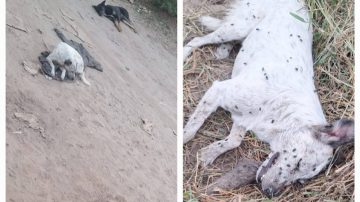 B° Los Flores: Aparecieron envenenados varios perros callejeros y amenazaron a una mujer que les da de comer