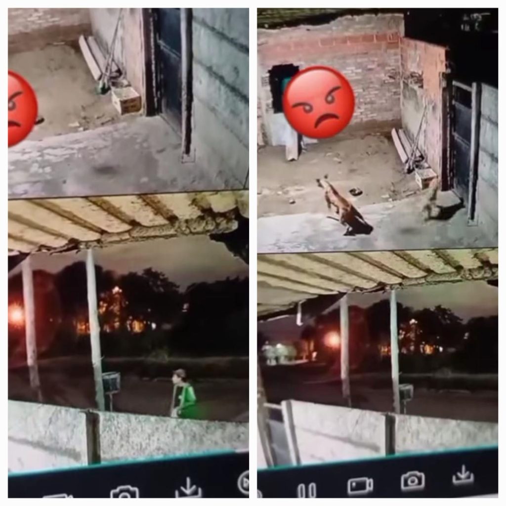Video revela nuevo “modus operandi” para entrar a robar en casas donde hay perros