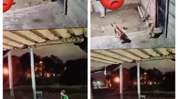 Video revela nuevo “modus operandi” para entrar a robar en casas donde hay perros