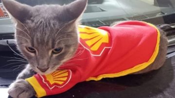 MichiShell: el tierno gesto de una estación de servicios con las mascotas callejeras