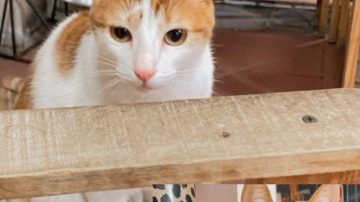 La gatita Dominga se perdió en Aguirre y Yapeyú y su familia la busca