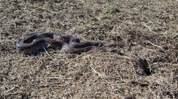 Apareció una lampalagua de más de tres metros cerca de Tomás Young