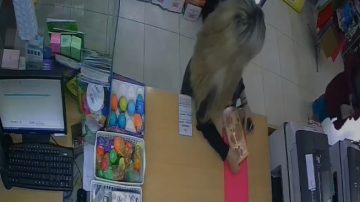 VIDEO | Mechera, pero sincera: robó una agenda capibara, la descubrieron y debió pagar el doble