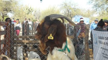 Vivero San Carlos: Entregaron reproductores caprinos a asociaciones de seis departamentos