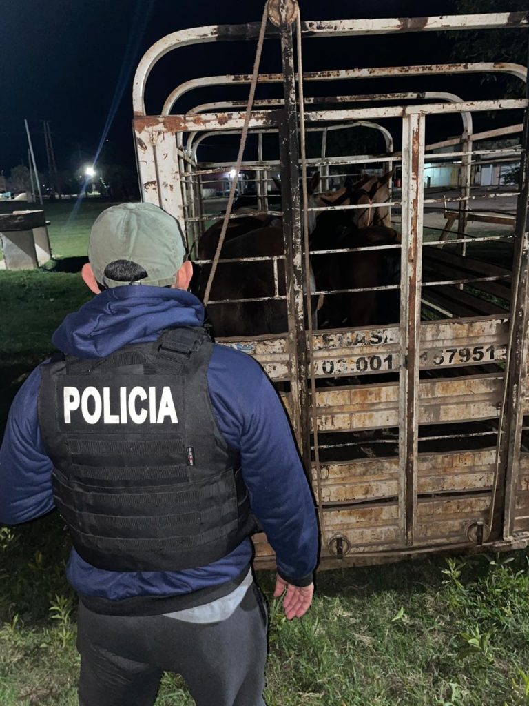 Detuvieron a cuatrero y recuperaron animales robados en el interior de la provincia