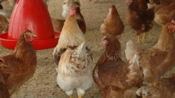 Delincuentes rompieron una ventana y vaciaron un gallinero con 30 aves