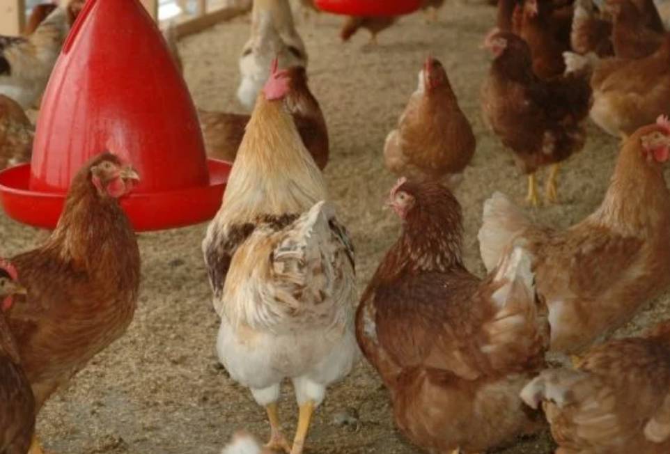 Delincuentes rompieron una ventana y vaciaron un gallinero con 30 aves