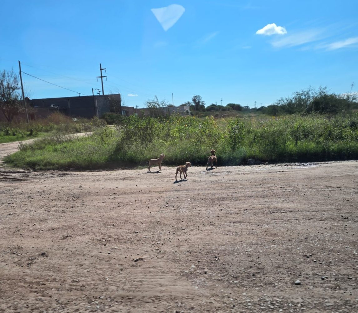 Abandonan animales a la vera de la Ruta 157: ¿Maltrato o simple falta de empatía?