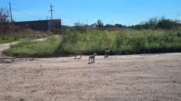 Abandonan animales a la vera de la Ruta 157: ¿Maltrato o simple falta de empatía?