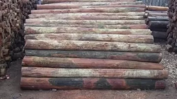 Joven denunció que le robaron al menos 100 postes de quebracho de su campo