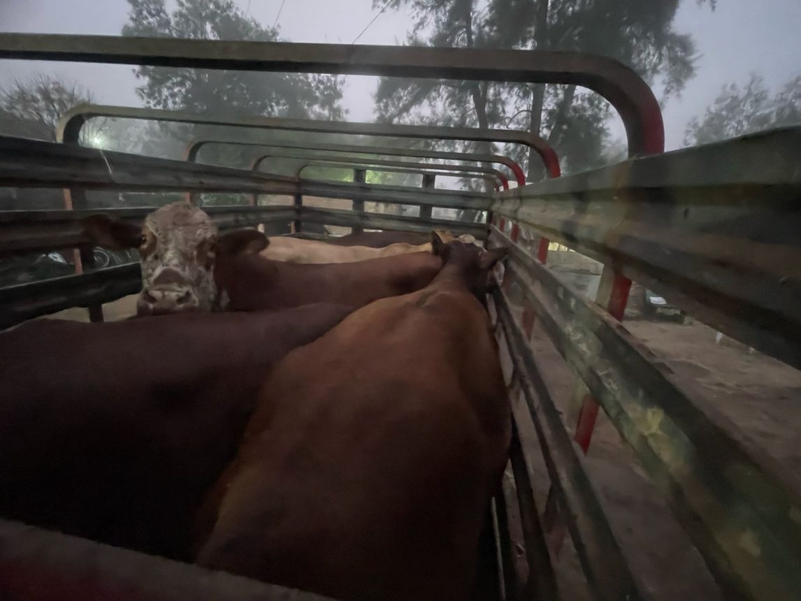Detienen a un hombre por robar cinco animales vacunos desde una finca