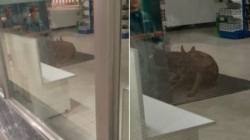 Una farmacia bandeña enternece las redes por su gesto con perritos callejeros