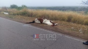 Accidente en Ruta 92 por animales sueltos: una camioneta impactó con un equino