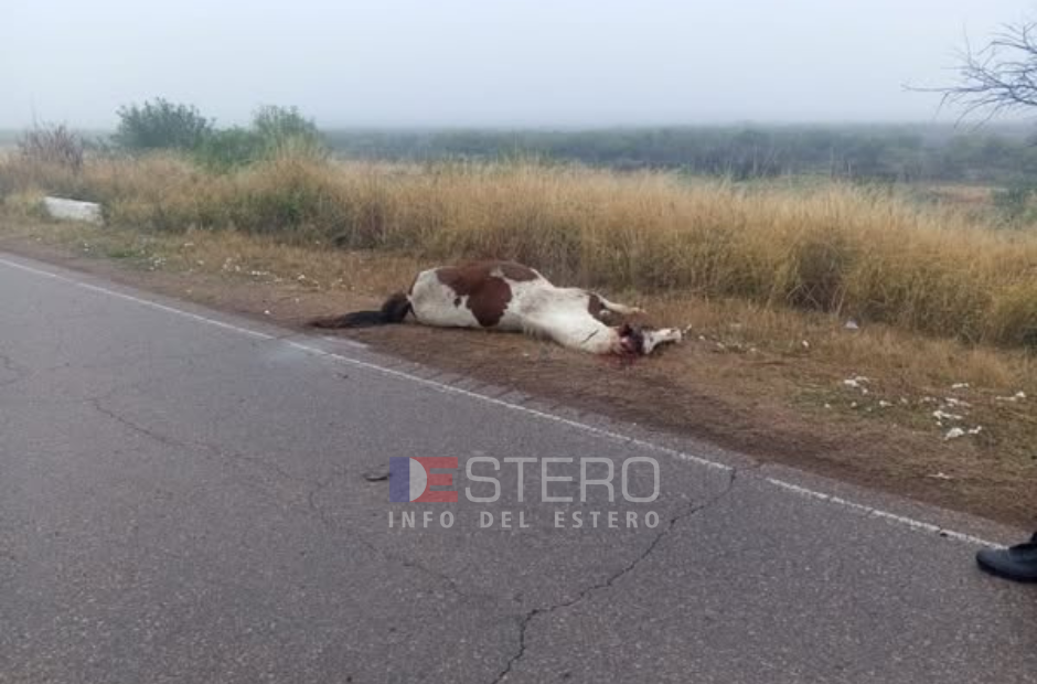 Accidente en Ruta 92 por animales sueltos: una camioneta impactó con un equino