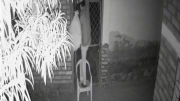 Audaz delincuente robó en un templo evangélico de Los Lagos