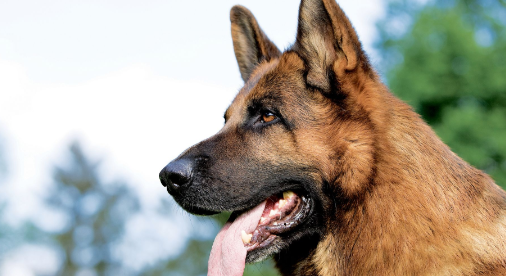 Una mujer fue atacada por un perro Ovejero Alemán: sufrió graves heridas en una de sus piernas