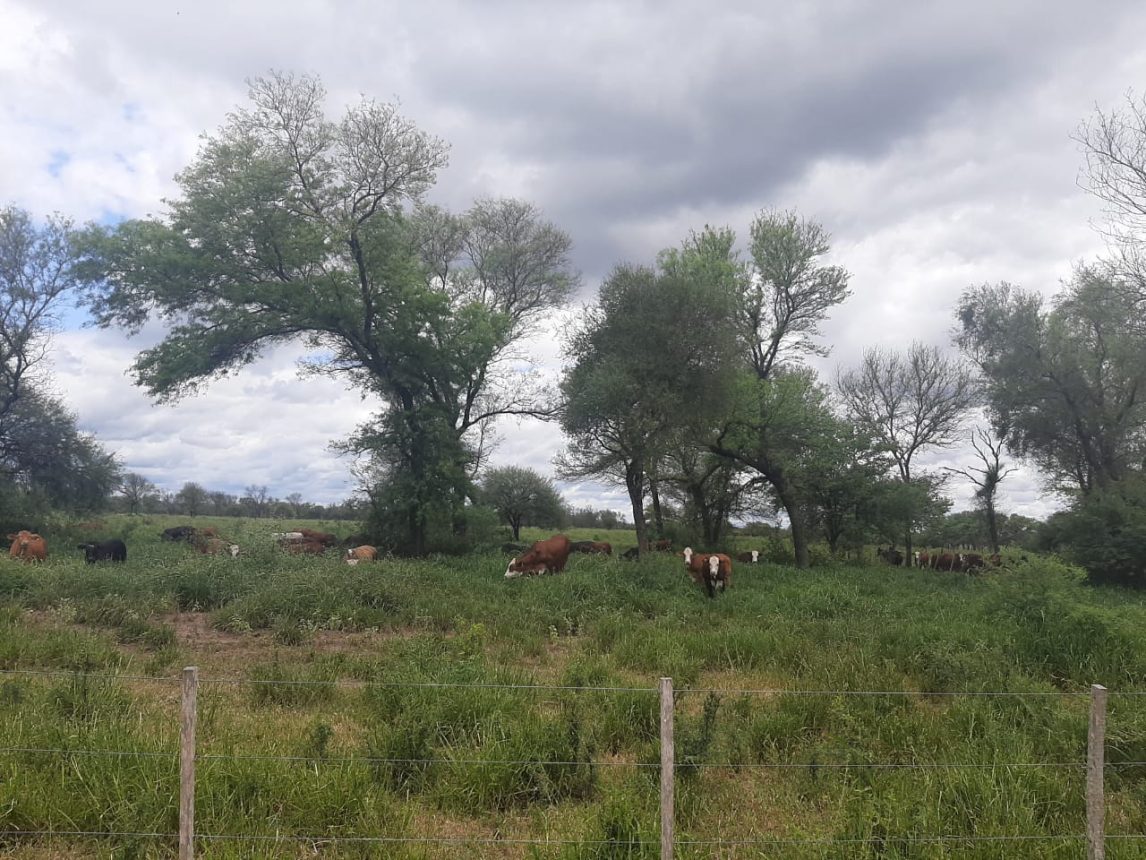 Detectan casos de rabia en bovinos en el límite de los departamentos Ibarra y General Taboada