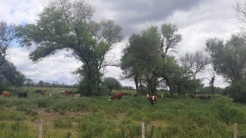 Detectan casos de rabia en bovinos en el límite de los departamentos Ibarra y General Taboada