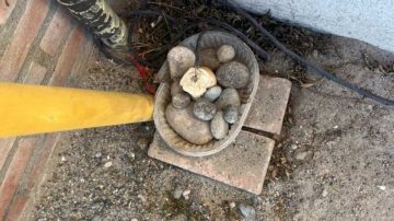 Una vecina puso un cable con corriente en un pan para herir a los perros