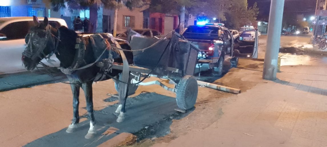 VIDEO | Rescataron a un caballo con heridas sangrantes y desnutrido que tiraba de un carro