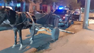VIDEO | Rescataron a un caballo con heridas sangrantes y desnutrido que tiraba de un carro