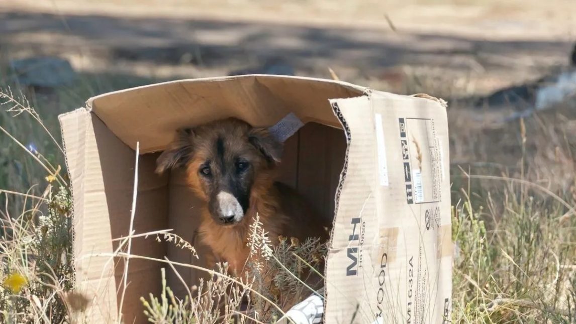 Lanzan una campaña para juntar ropa y mantas para los perros de la calle