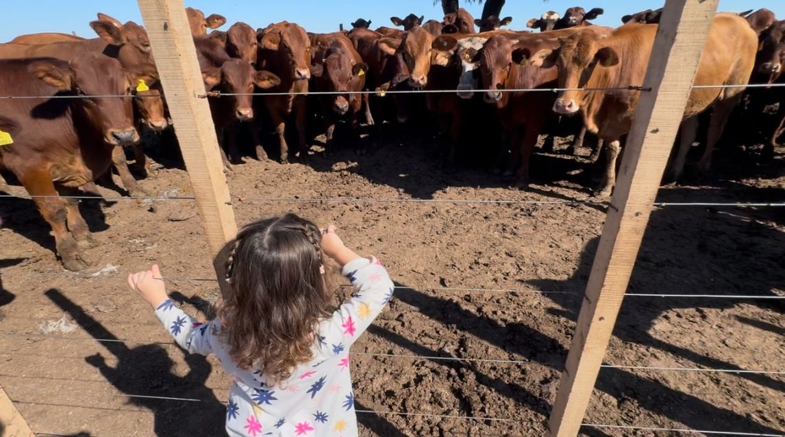 El diario La Nación destacó el emprendimiento ganadero santiagueño “La Hernestina Feedlot”