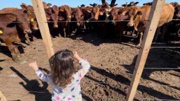El diario La Nación destacó el emprendimiento ganadero santiagueño “La Hernestina Feedlot”