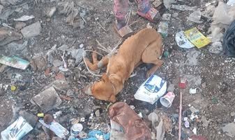 Añatuya: Detienen por 15 días a “Diyi” Giménez, acusado de violar a una perrita