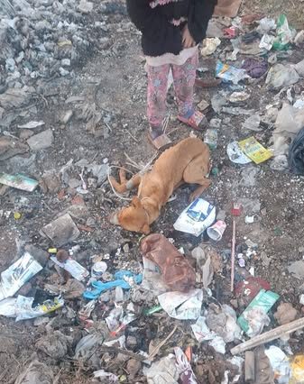 Añatuya: Detienen por 15 días a “Diyi” Giménez, acusado de violar a una perrita