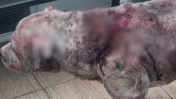 Indignante: Acuchillaron 15 veces a un perro por perder en una pelea