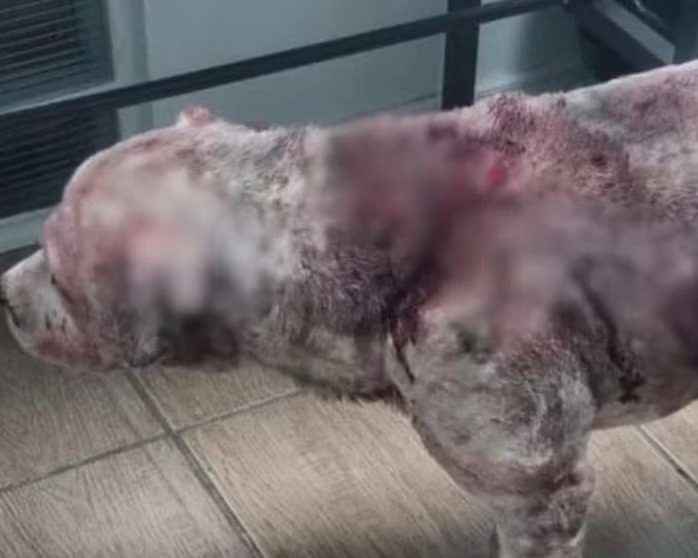 Indignante: Acuchillaron 15 veces a un perro por perder en una pelea