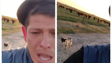 “Lo voy a extrañar”: Perdió su trabajo, pero lloraba porque no volverá a ver al perro que lo acompañaba