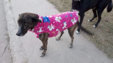 La Municipalidad de Capital con su programa de zoonosis entregó abrigos para perros a asociaciones proteccionistas