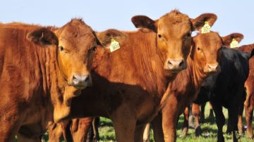 Alberdi: volcó un camión con vaquillonas Brangus y los pobladores se las llevaron a sus campos