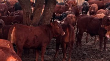 Eliminan peso mínimo de faena. Karnatz, dirigente de CRA: “Esto es pan para hoy, hambre para mañana”