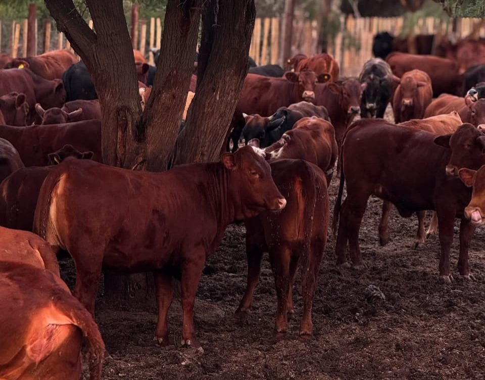 Eliminan peso mínimo de faena. Karnatz, dirigente de CRA: “Esto es pan para hoy, hambre para mañana”