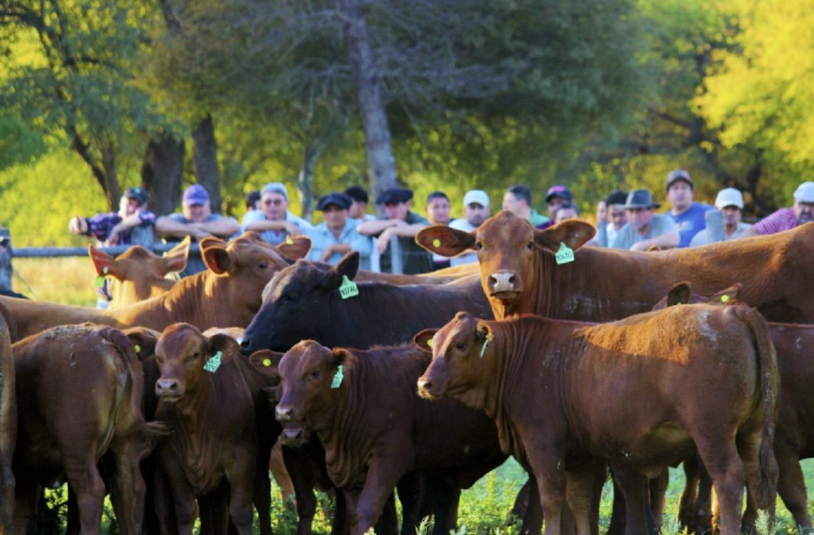 Campo Gallo: detuvieron al presidente y vice del club Comercio en una megainvestigación por cuatrerismo