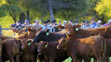 Campo Gallo: detuvieron al presidente y vice del club Comercio en una megainvestigación por cuatrerismo