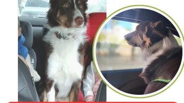 La perrita Maui se perdió en el B° Ejército Argentino y su familia ofrece $100 mil de recompensa