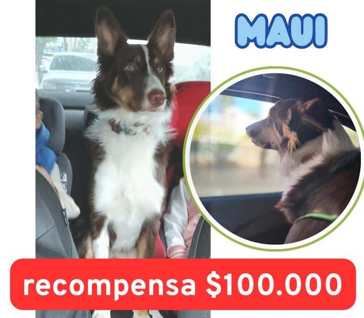 La perrita Maui se perdió en el B° Ejército Argentino y su familia ofrece $100 mil de recompensa