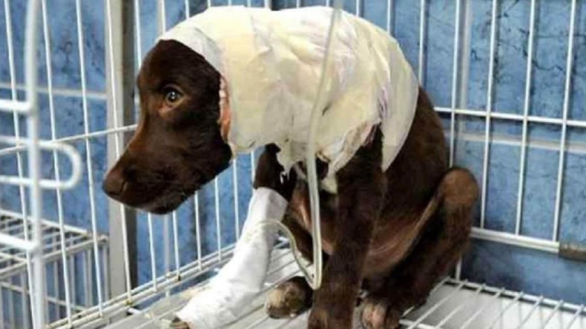 Horror: su perro se opuso a un robo y el delincuente lo apuñaló hasta matarlo