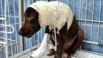 Horror: su perro se opuso a un robo y el delincuente lo apuñaló hasta matarlo