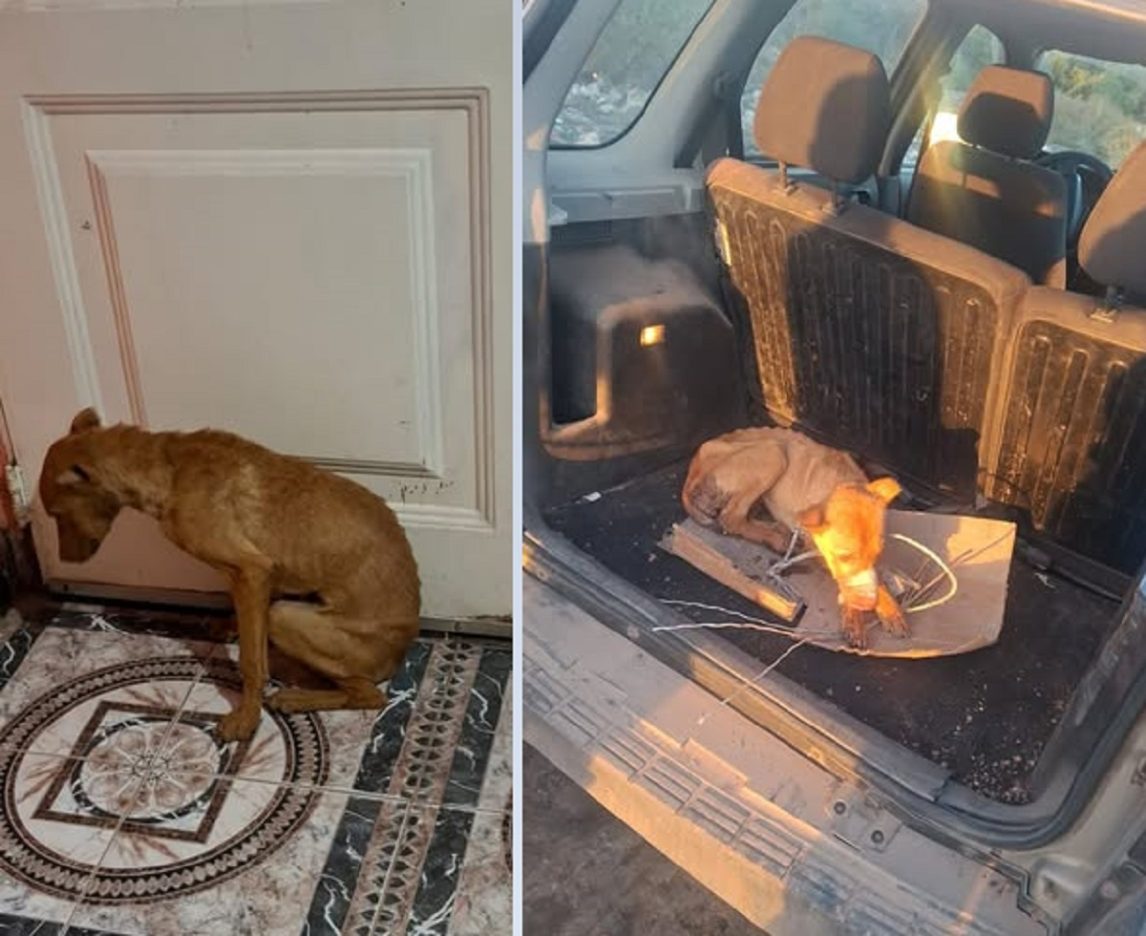 Añatuya: Degenerado ató con una soga a una perrita y la violó en reiteradas oportunidades