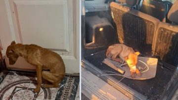 Añatuya: Degenerado ató con una soga a una perrita y la violó en reiteradas oportunidades