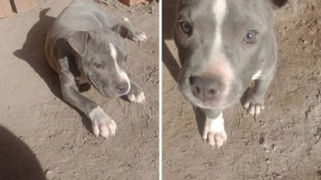 Urgente: buscan a la perrita de una niña y ofrecen $200.000 de recompensa