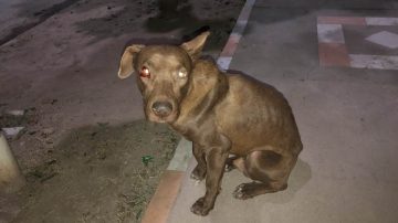 Piden ayuda para rescatar a un perro: “La dueña es una loca; le dio veneno para ratas”