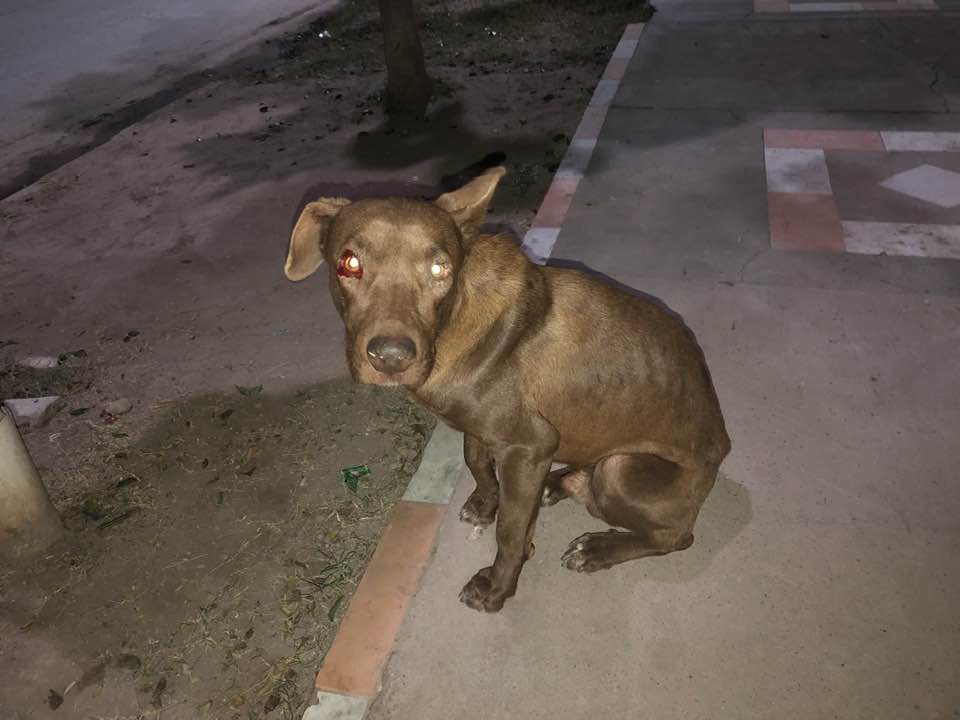 Piden ayuda para rescatar a un perro: “La dueña es una loca; le dio veneno para ratas”