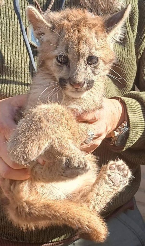 Puma